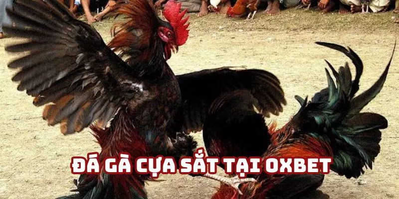 Điểm khác biệt của trường đấu gà tại OXBET