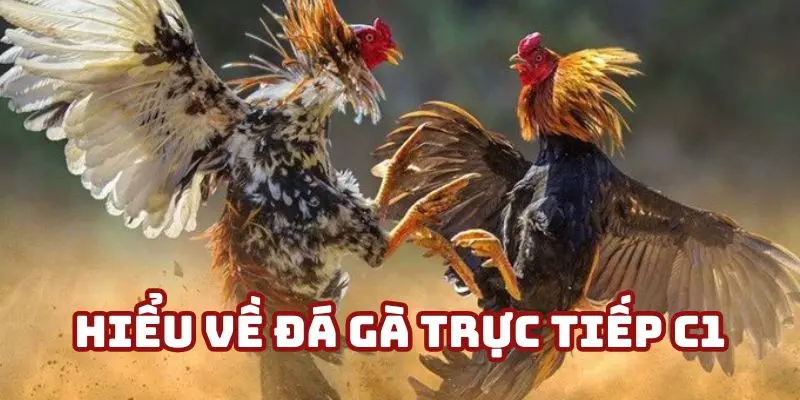 Hiểu biết cần nắm về đá gà trực tiếp C1