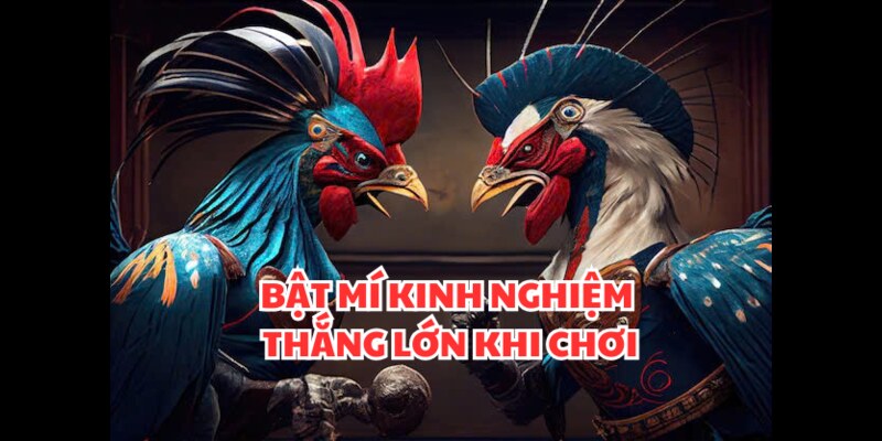 Bật mí kinh nghiệm thắng lớn tại trường gà