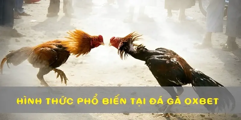 3 hình thức đá gà phổ biến nhất tại OXBET