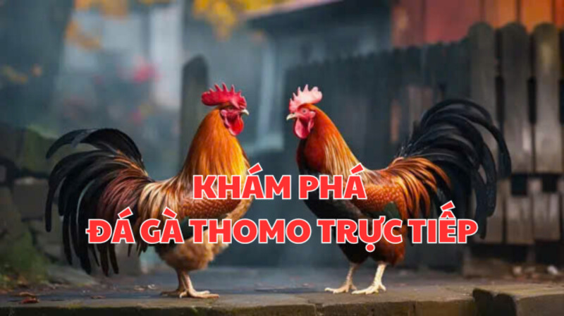 Đá gà thomo trực tiếp Oxbet