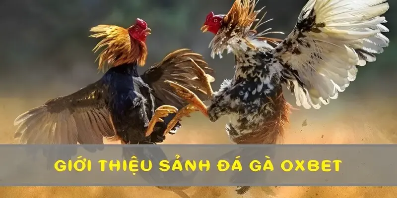 Đá gà OXBET là sảnh cược thu hút đông đảo người chơi