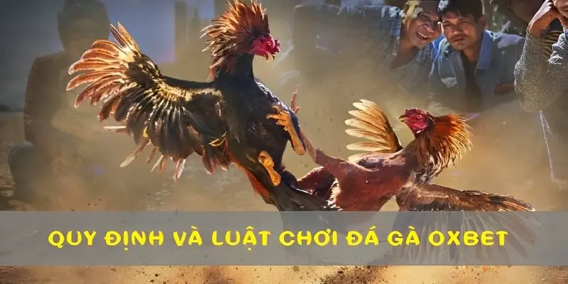 Nắm rõ quy định và luật chơi đá gà OXBET để cá cược hiệu quả