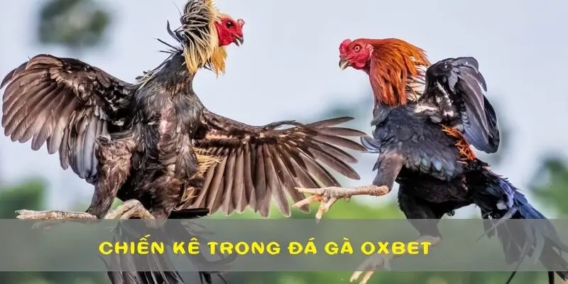 Chiến kê được kiểm tra kỹ lưỡng trước trận đấu