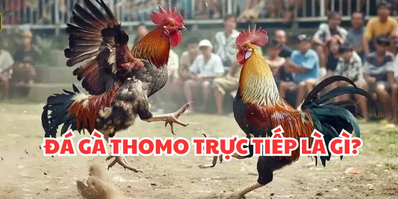 Sơ bộ thông tin về đá gà thomo trực tiếp