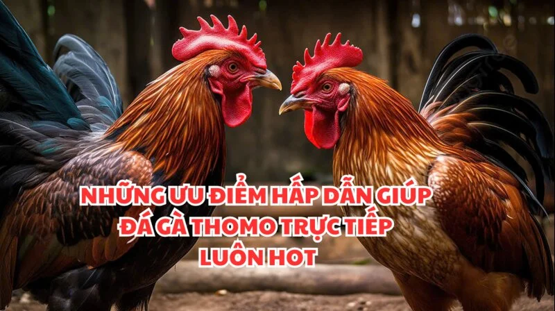 Sức hấp dẫn làm nên tên tuổi đá gà thomo trực tiếp